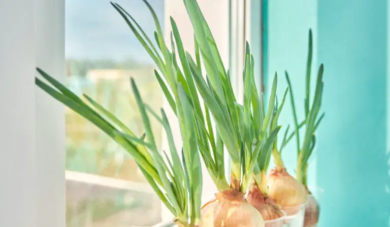 Hydroponic Onions: A Complete Guide To Growing the Best Onions Indoors