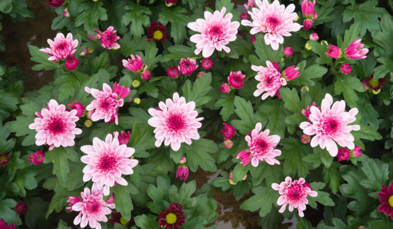 11 of the best flowers to grow in hydroponics