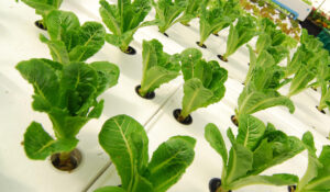 Hydroponic lettuce after pruning