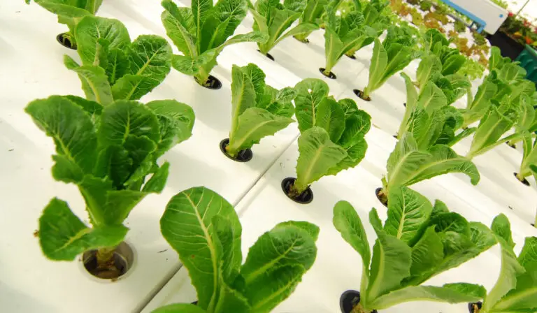 Hydroponic Lettuce (A Complete Growing Guide)