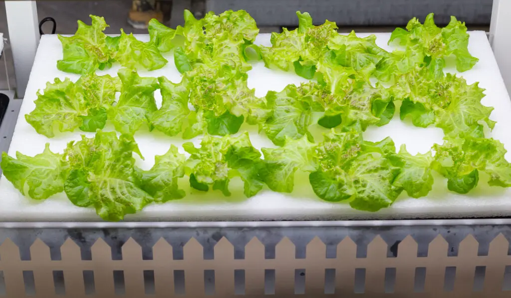 Hydroponic lettuce ready for harvest