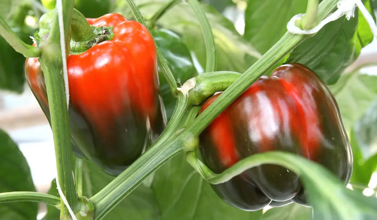 Hydroponic peppers