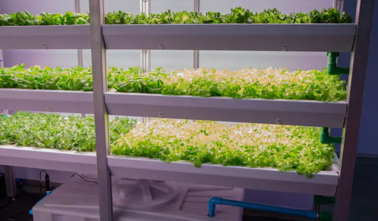 Hydroponic vs Aquaponic – Which One Is Better?