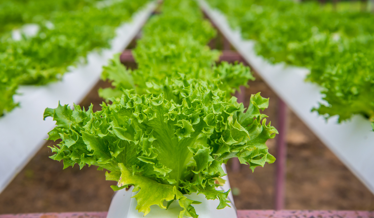 NFT Hydroponic green lettuce growing