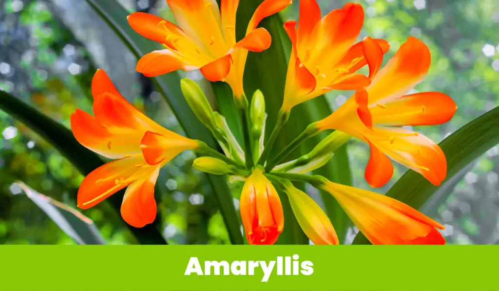 Orange Amaryllis