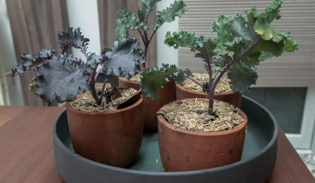 Red Kale Growing in a pot