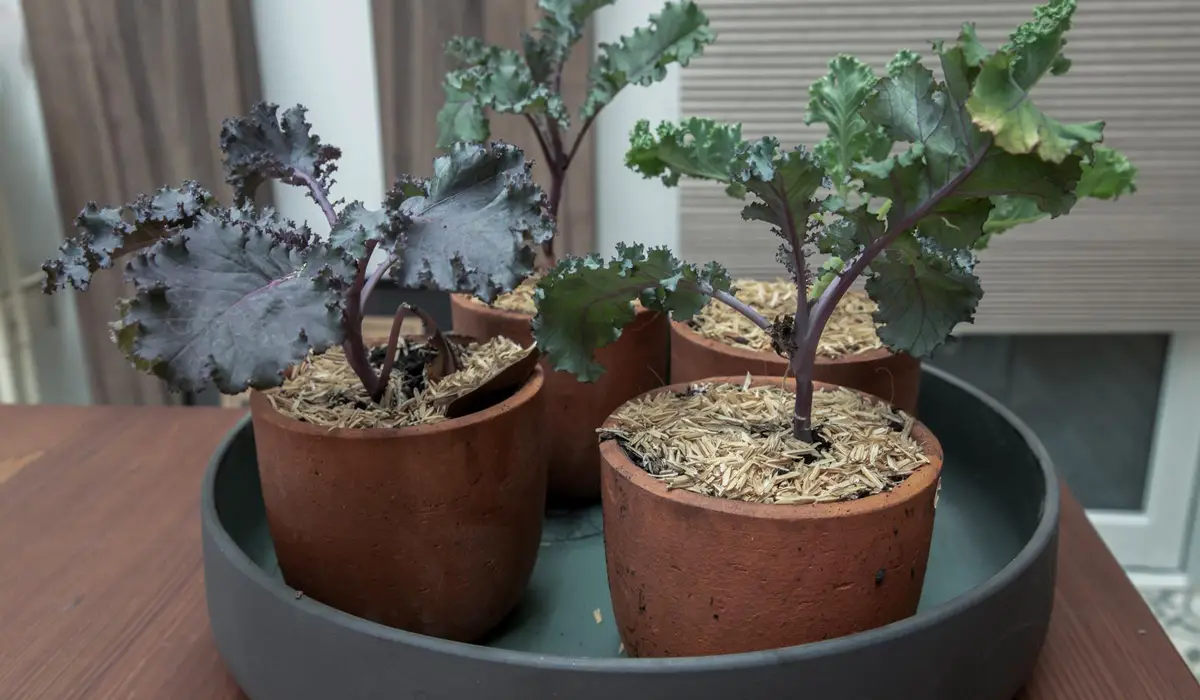 Red Kale Growing in a pot