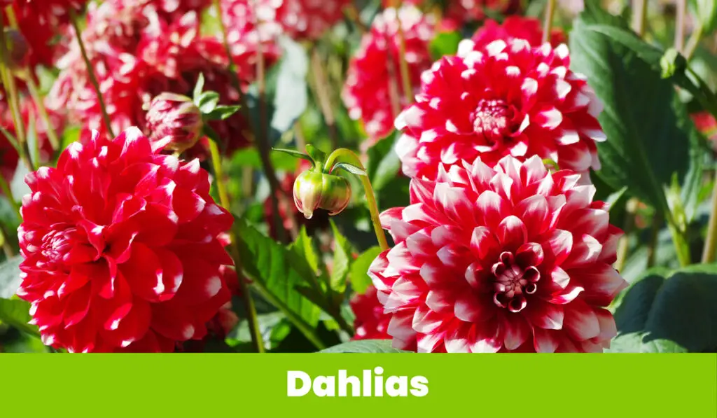 Red and White Dahlias