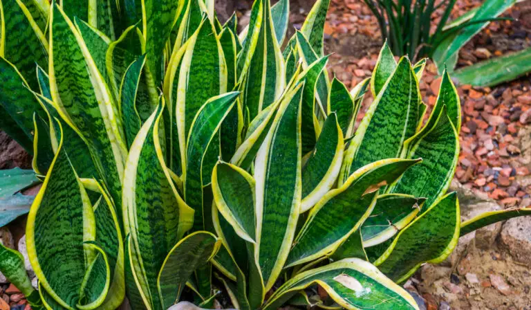 Can Snake Plants Survive Outdoors?