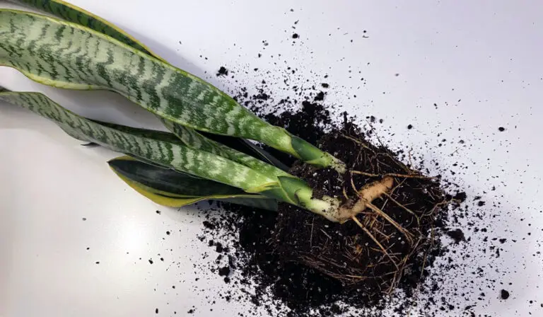 What Should the Roots of a Healthy Snake Plant Look Like?