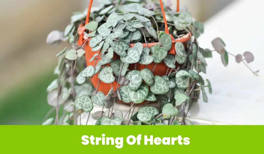 String of hearts 2