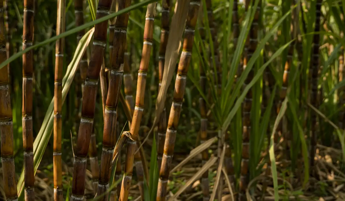 Sugarcane grown for molasses