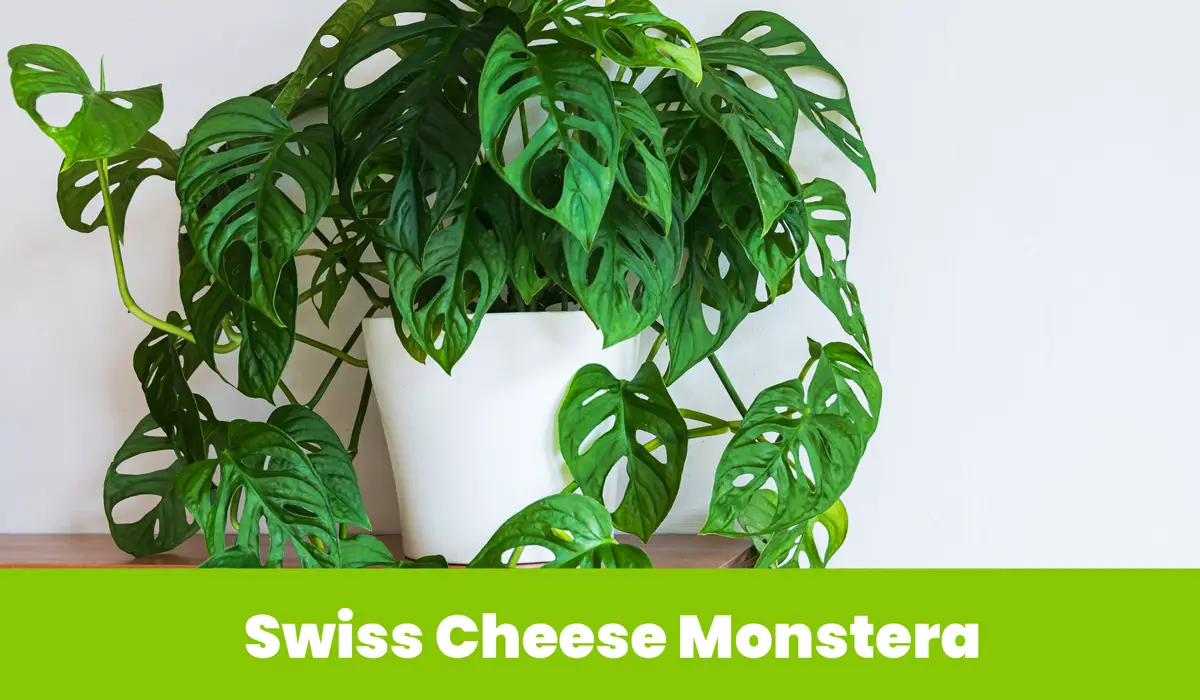 Swiss Cheese Monstera