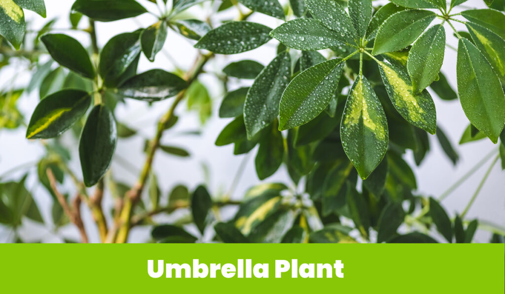 Umbrella plant 2