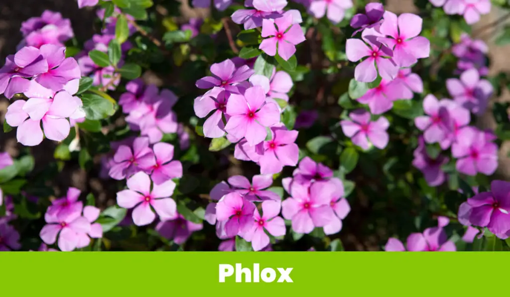 Violet Phlox