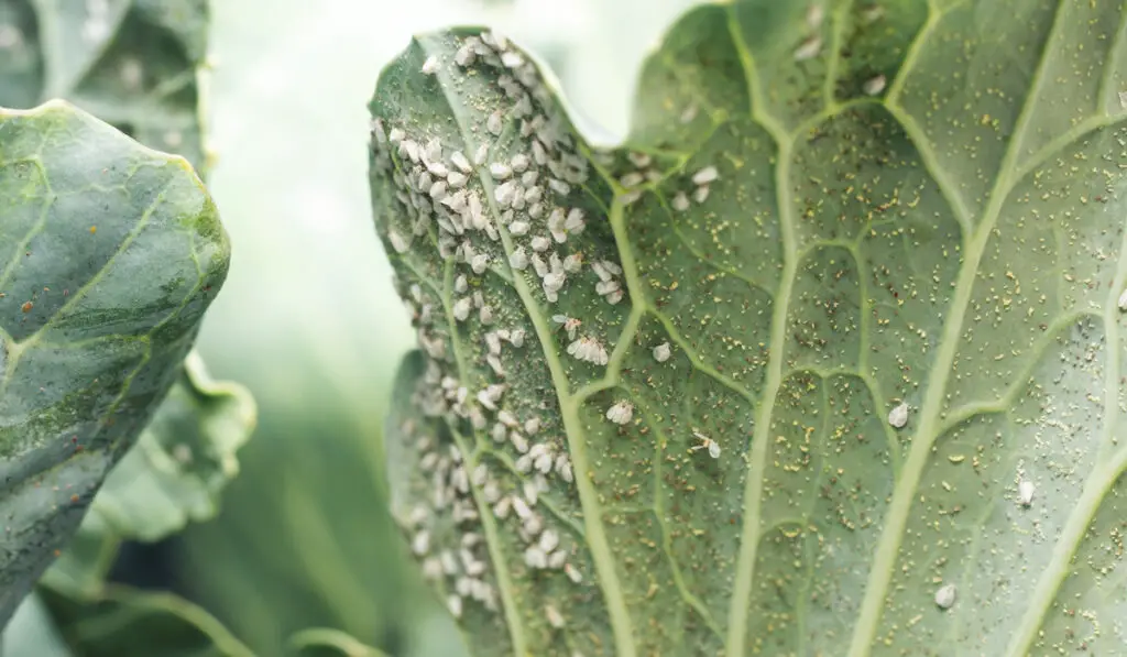 White aphids on a leaf