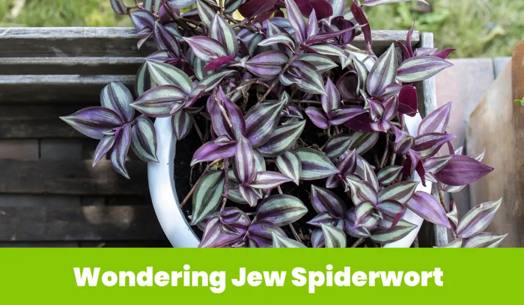 Wondering Jew Spiderwort 1