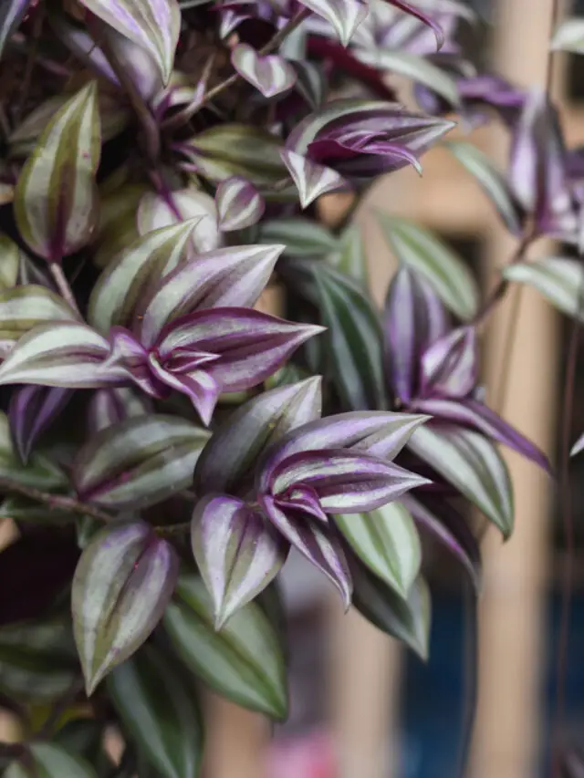 7 Fastest Growing Indoor Plants