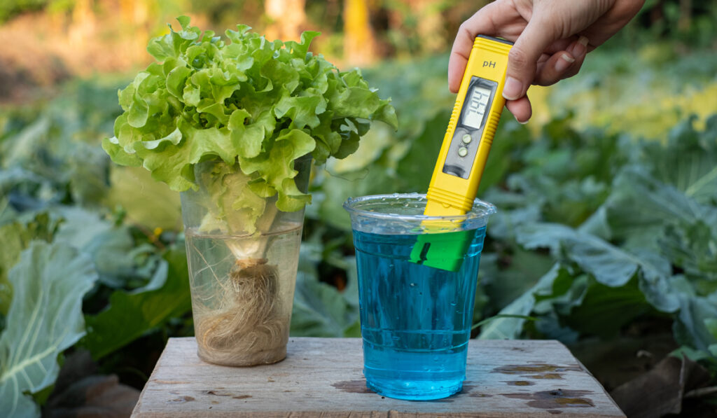 pH meter measuring Kratky hydroponic water