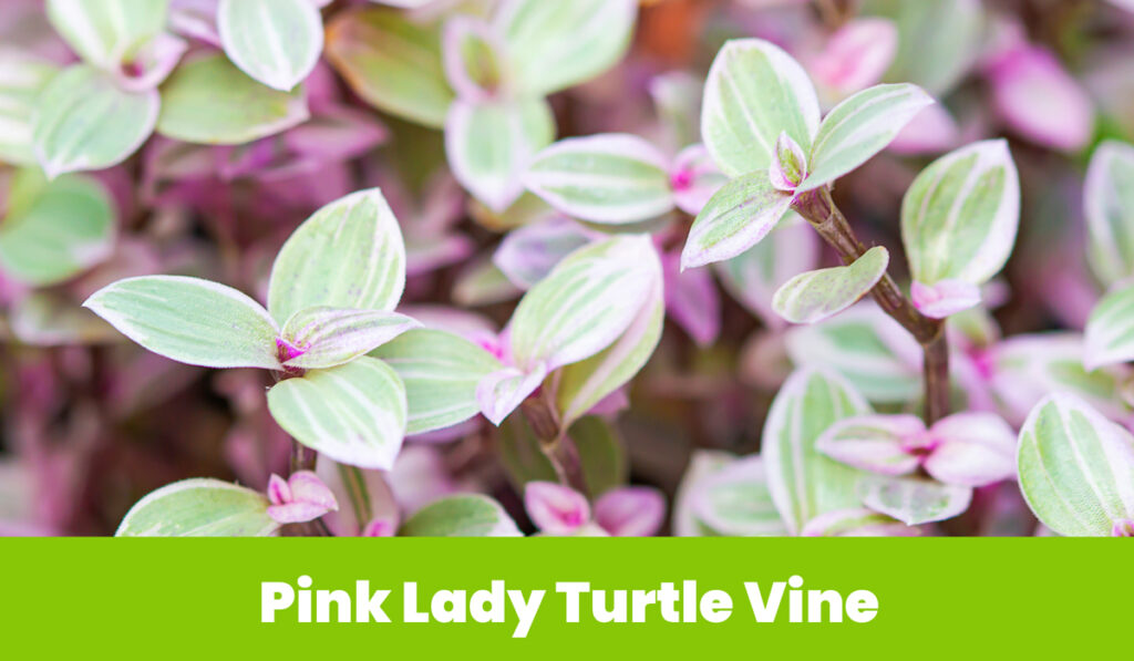 pink lady Turtle Vine