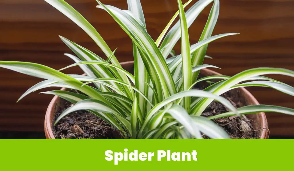 spider plant 1