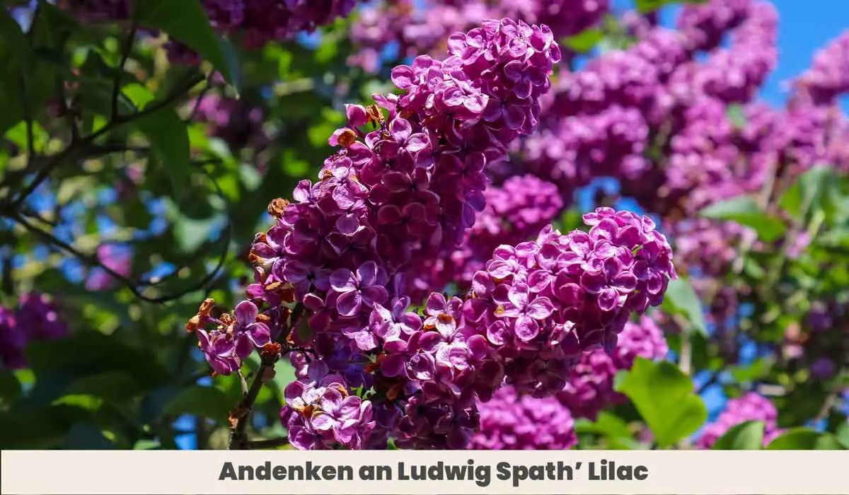 Andenken an Ludwig Spath’ Lilac