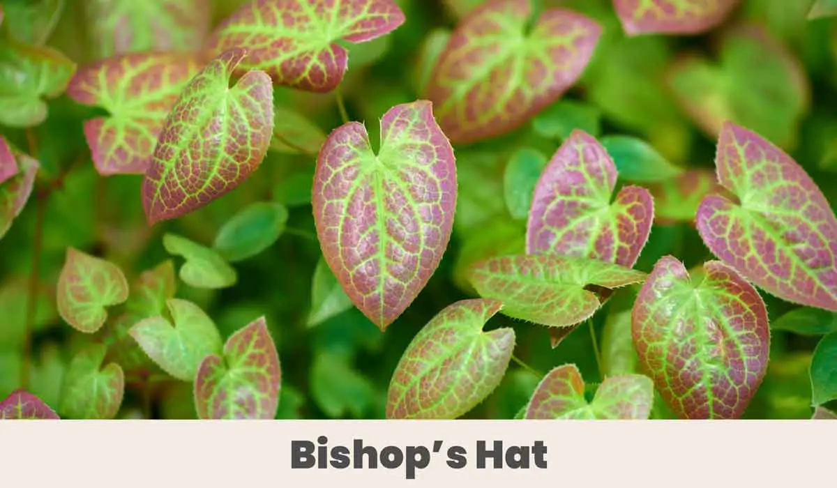 Bishops Hat