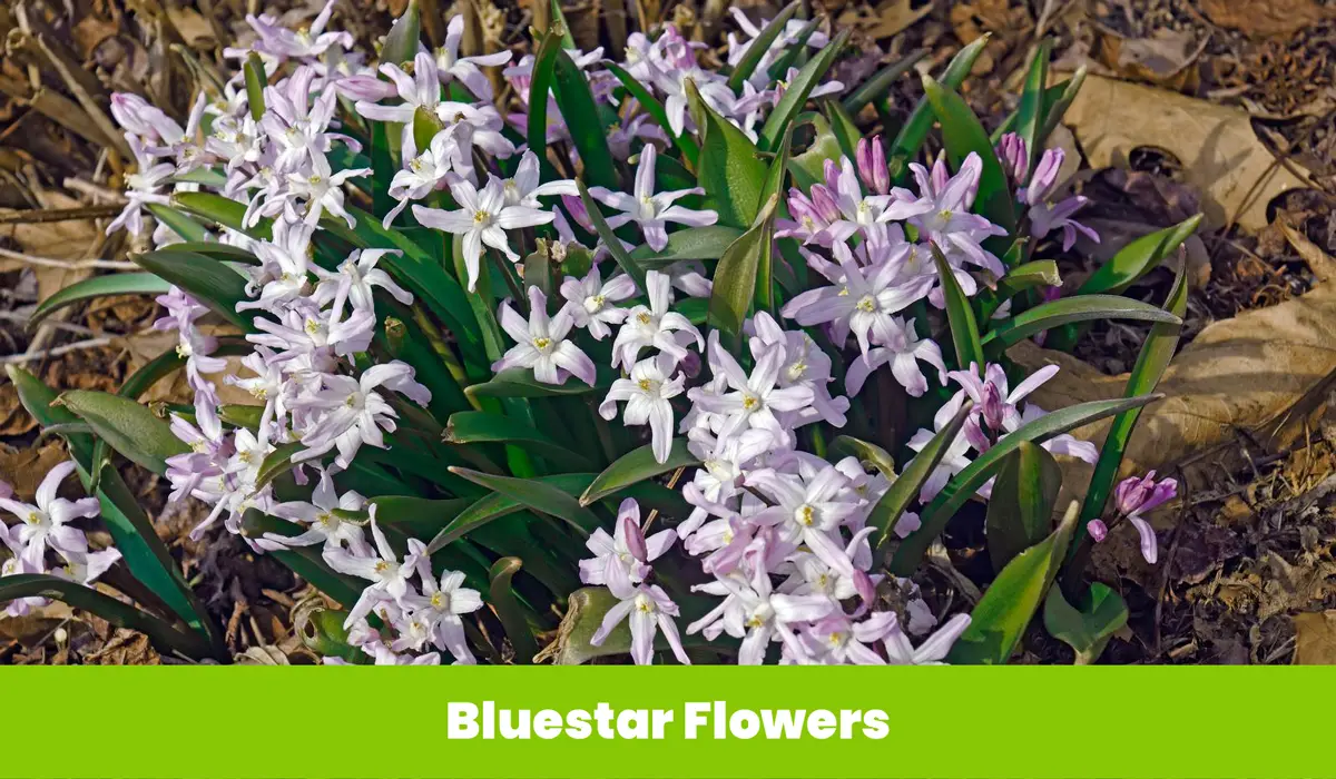 Bluestar flowers