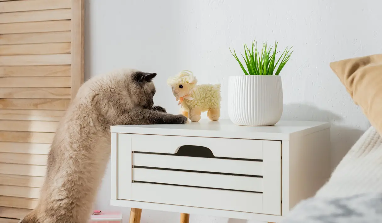 Cat jumping on bedside table next to an air plant