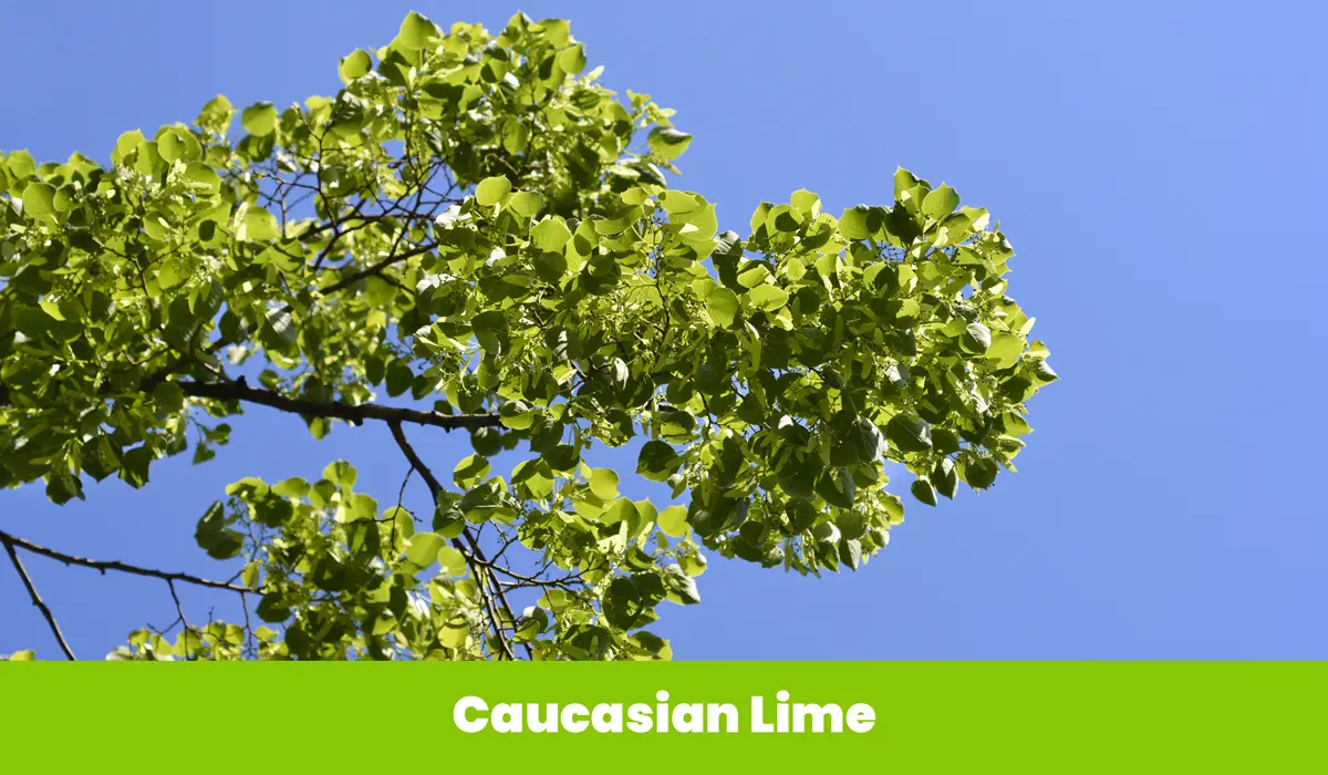 Caucasian Lime Tree