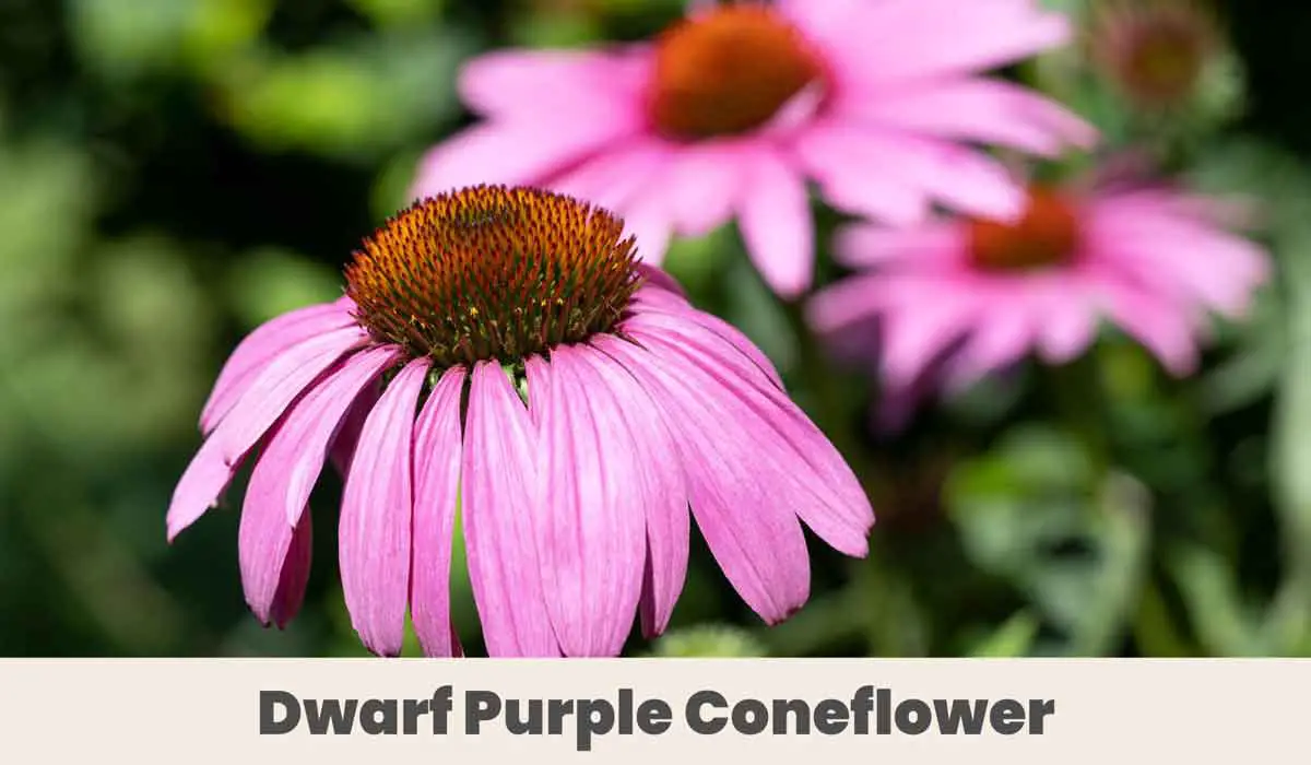Dwarf Purple Coneflower