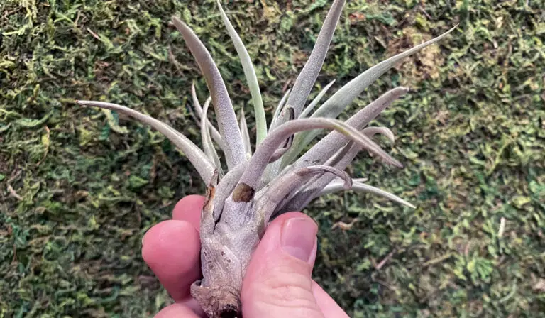 How to revive an Air plant (Tillandsia): 7 Easy Steps