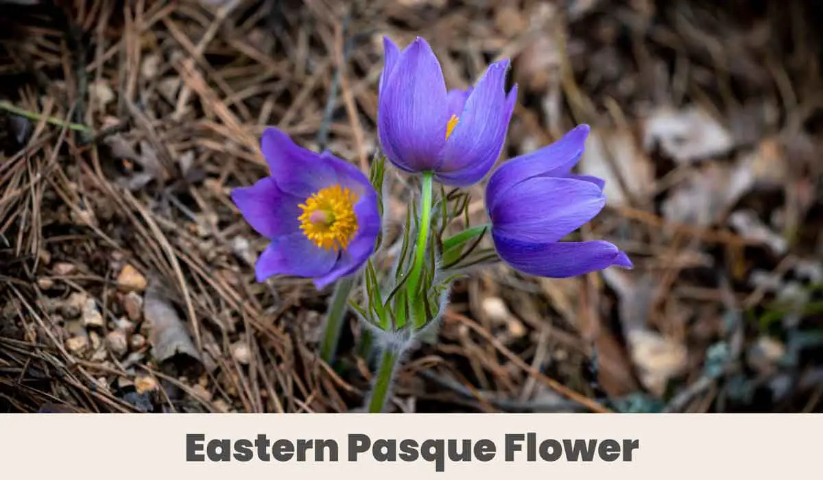 Eastern Pasque Flower