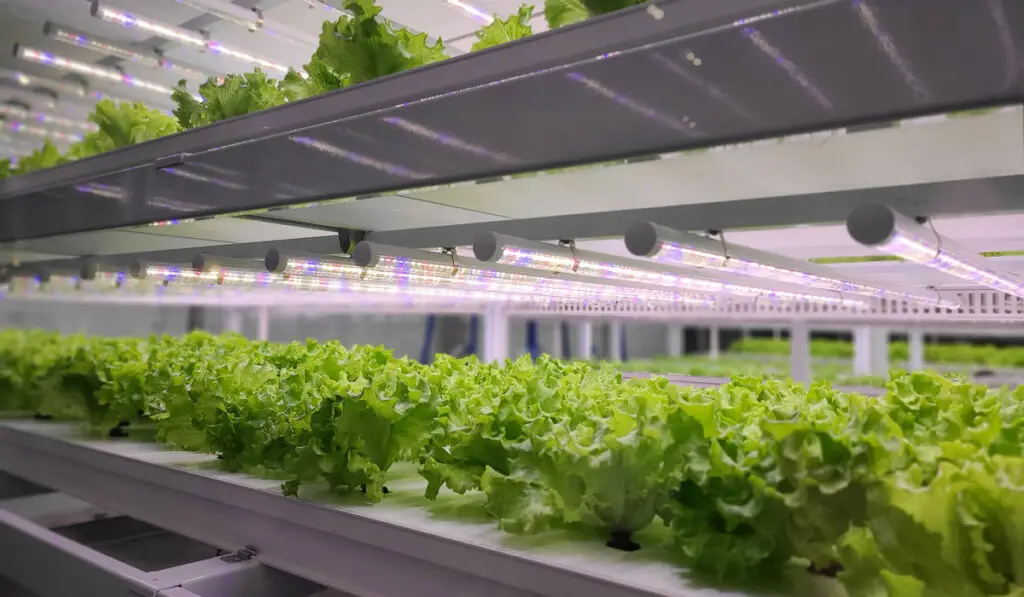 Ebb and flow hydroponic lettuce