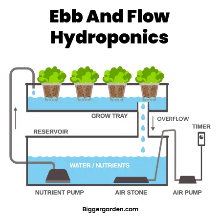 Ebb and flow hydroponics 1