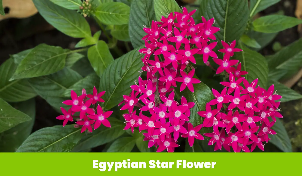 Egyptian Star Flower
