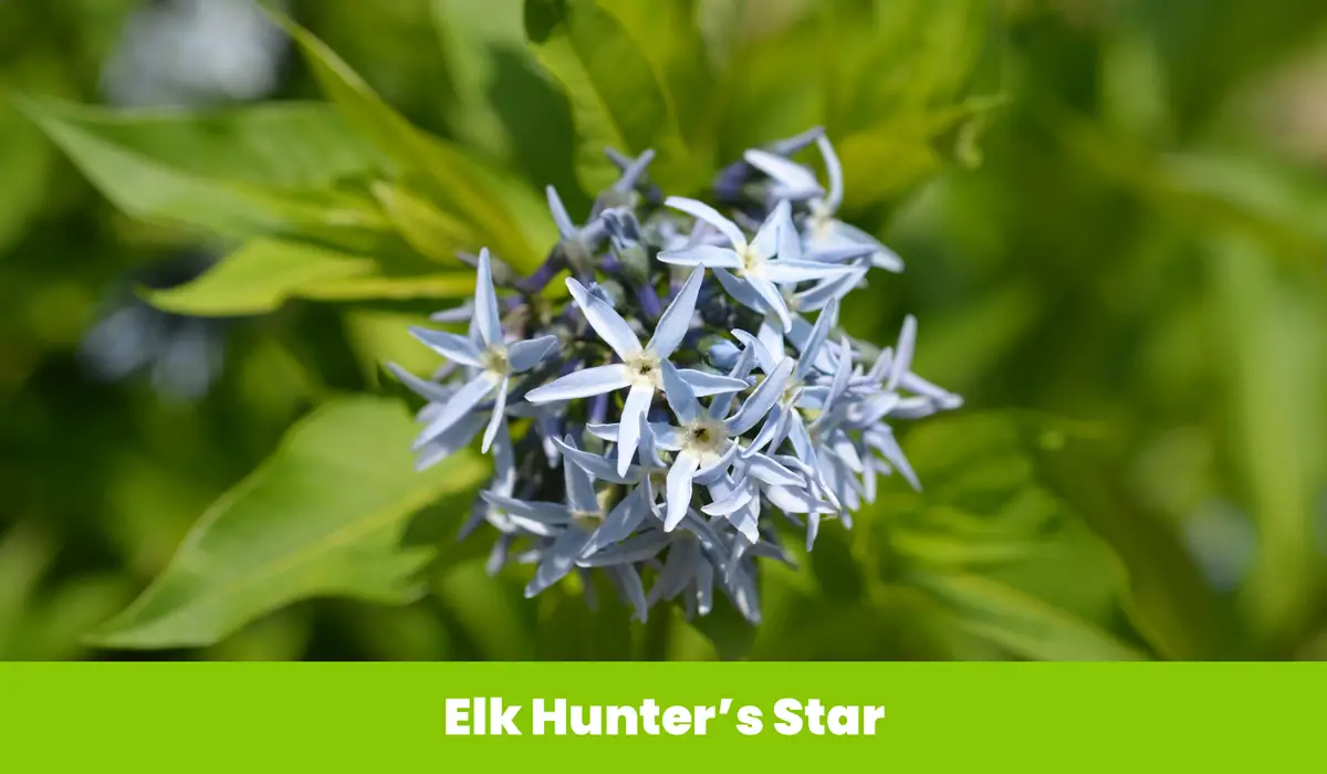 Elk Hunters Star flower