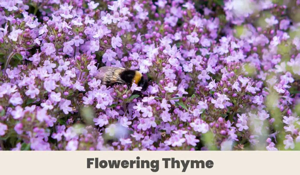 Flowering Thyme