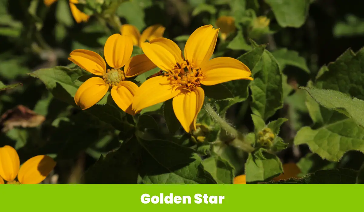 Golden Star flower