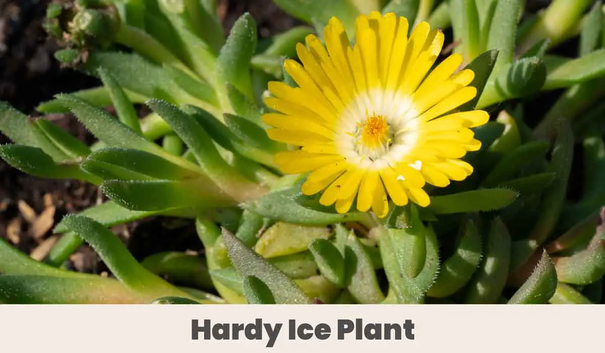 Hardy Ice Plant