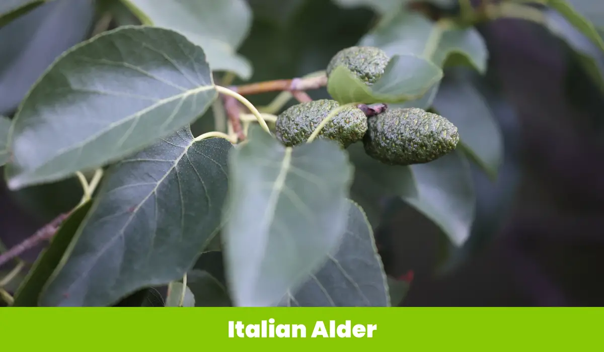 Italian Alder