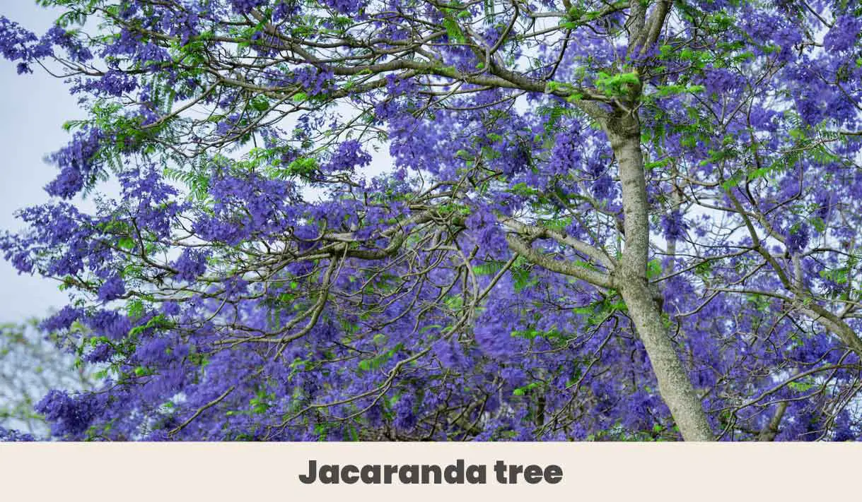 Jacaranda tree