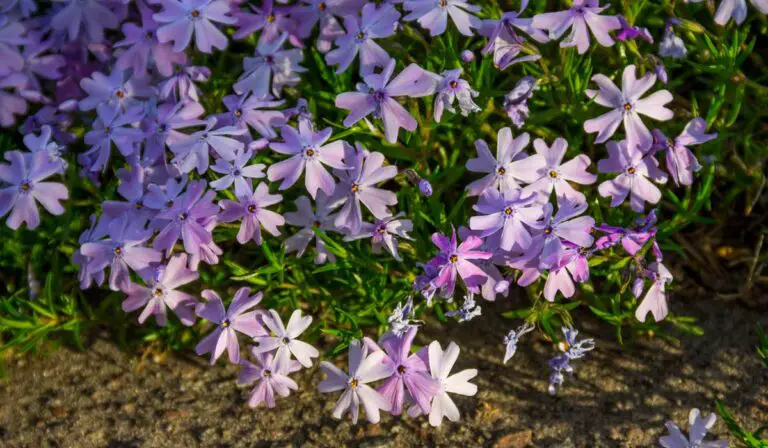 11 Low-Growing Perennials That Are Perfect for Ground Cover Planting