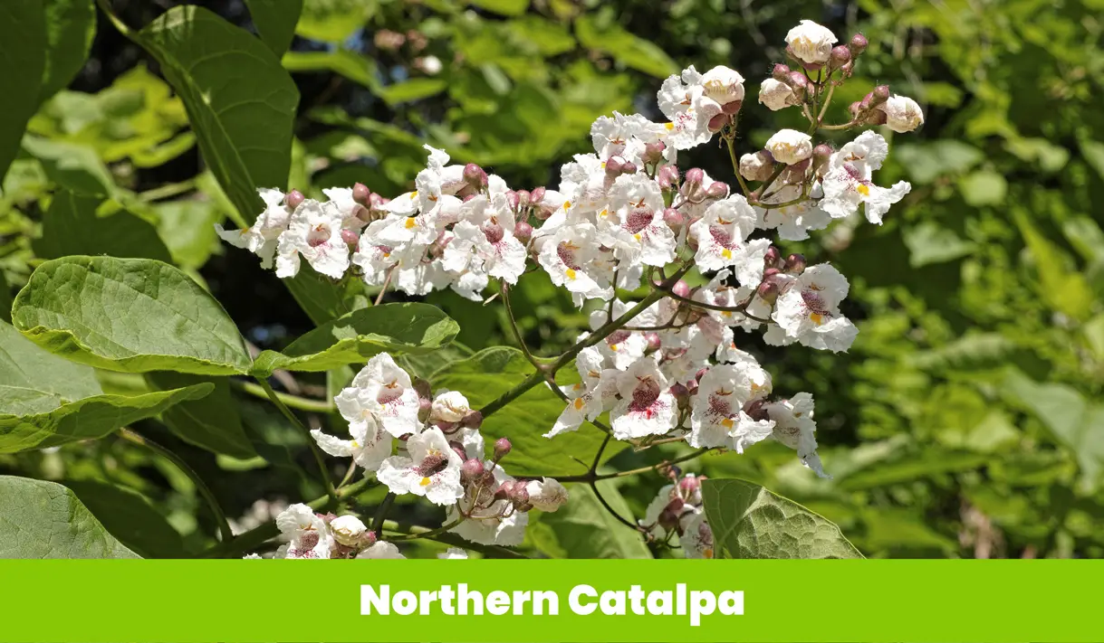 Northern Catalpa