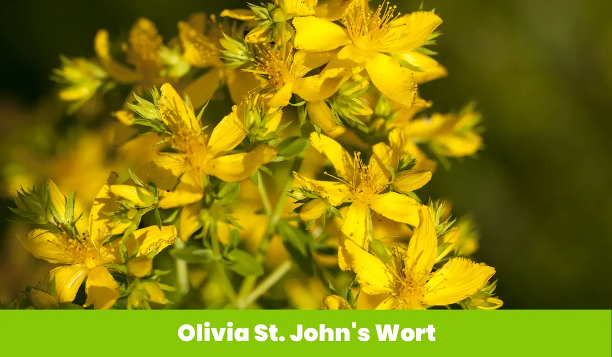 Olivia St. Johns Wort flower