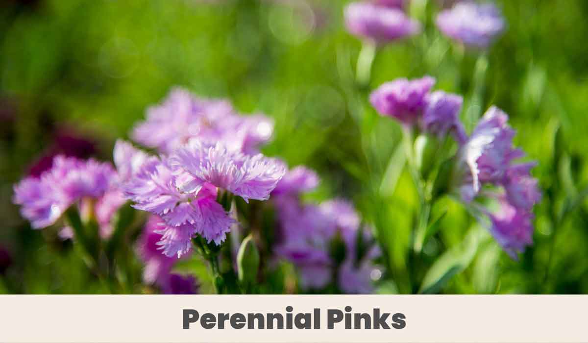 Perennial Pinks