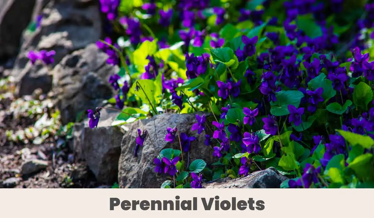 Perennial Violets