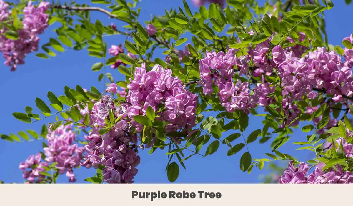 Purple Robe Tree