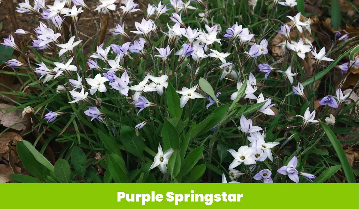 Purple Springstar flower