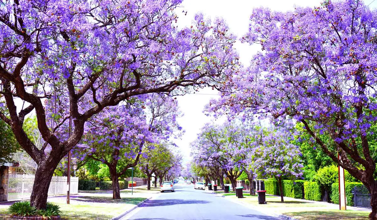 Purple flowering Jacaranda tree